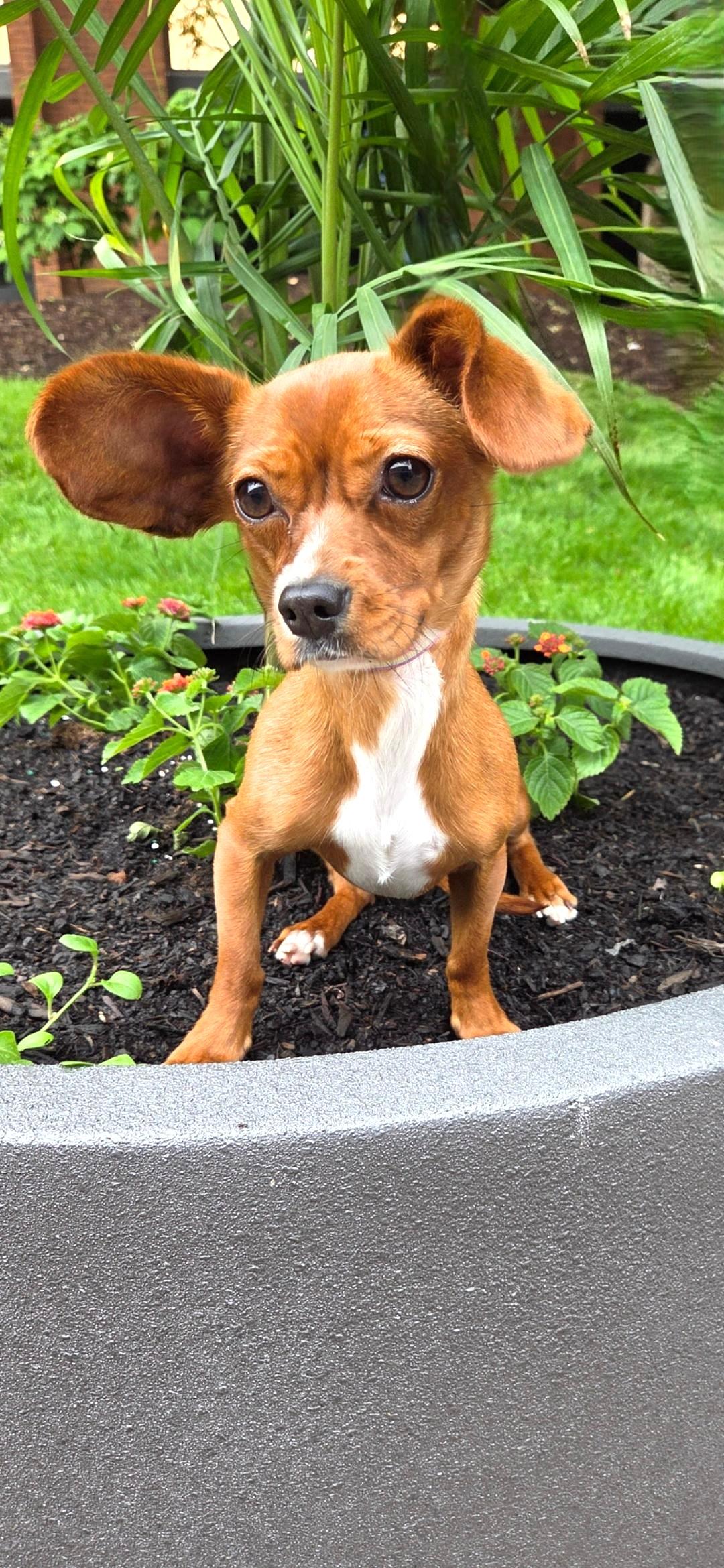 Enlarge Sadie Rose, a ADOPTABLE Chiweenie in Bridgeton, MO image 2/5