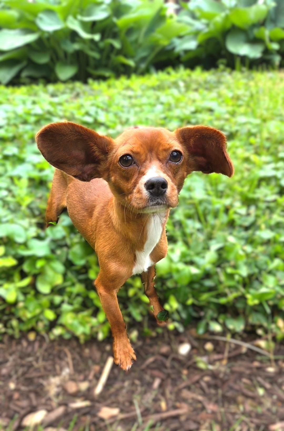 Sadie Rose, ADOPTABLE, Puppy Female Chiweenie.