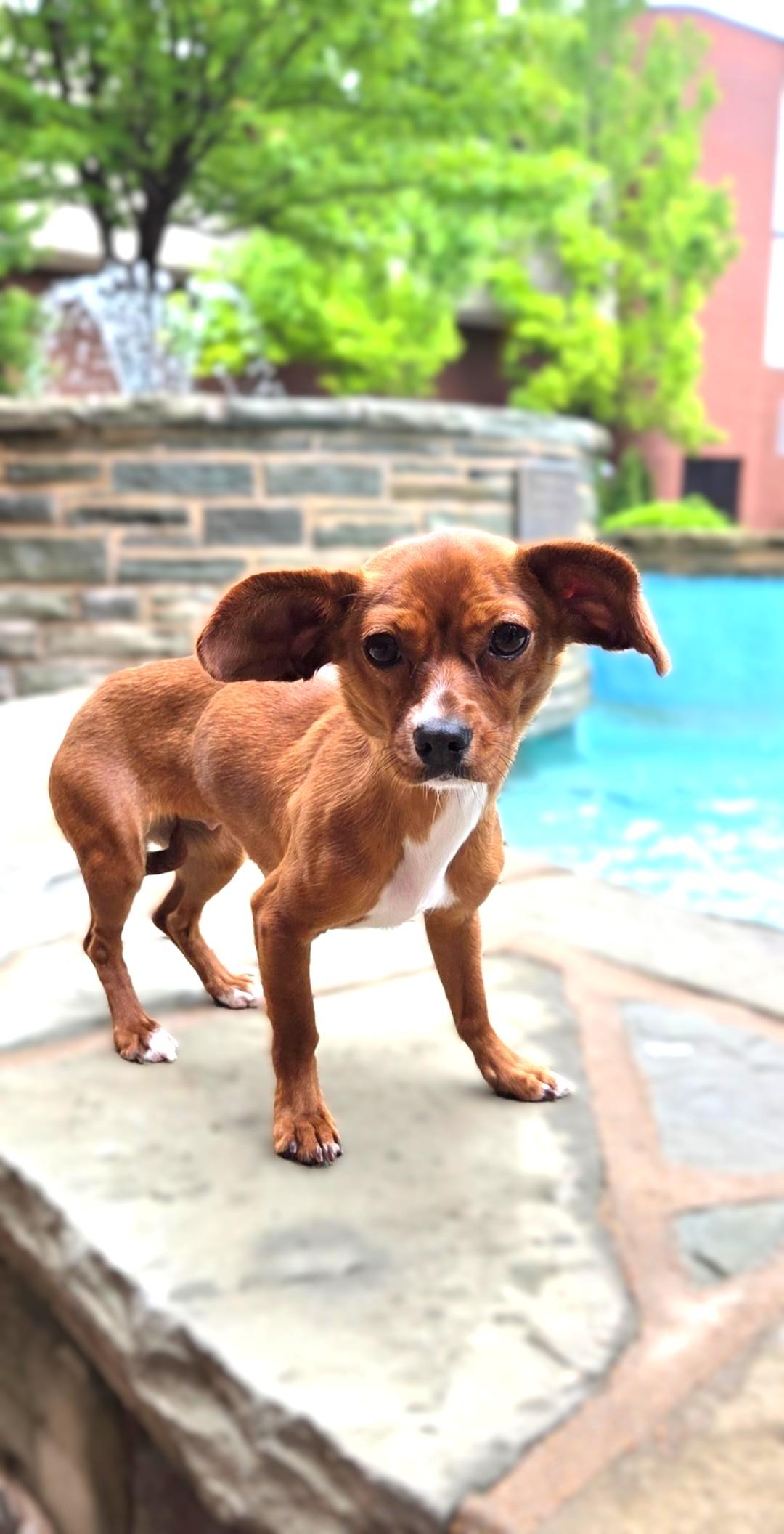 Enlarge Sadie Rose, a ADOPTABLE Chiweenie in Bridgeton, MO image 4/5