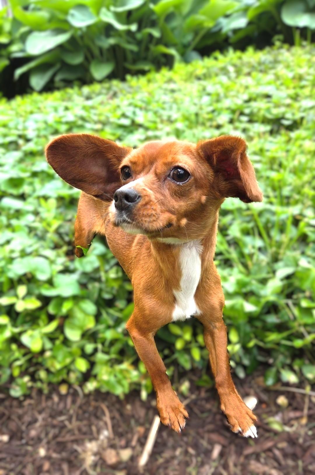 Enlarge Sadie Rose, a ADOPTABLE Chiweenie in Bridgeton, MO image 5/5