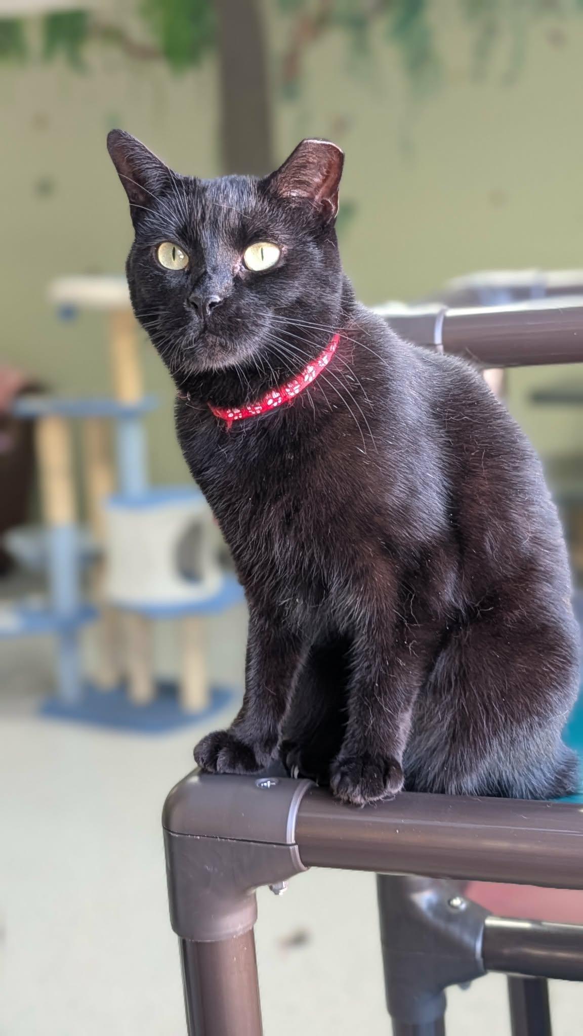 Chupie 2.0, Adoptable, Adult Female Domestic Short Hair.