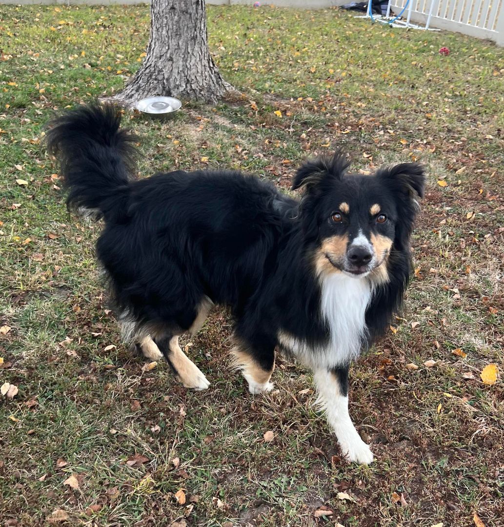Brody, a Adoptable Australian Shepherd in Auburn, NE image 2/4