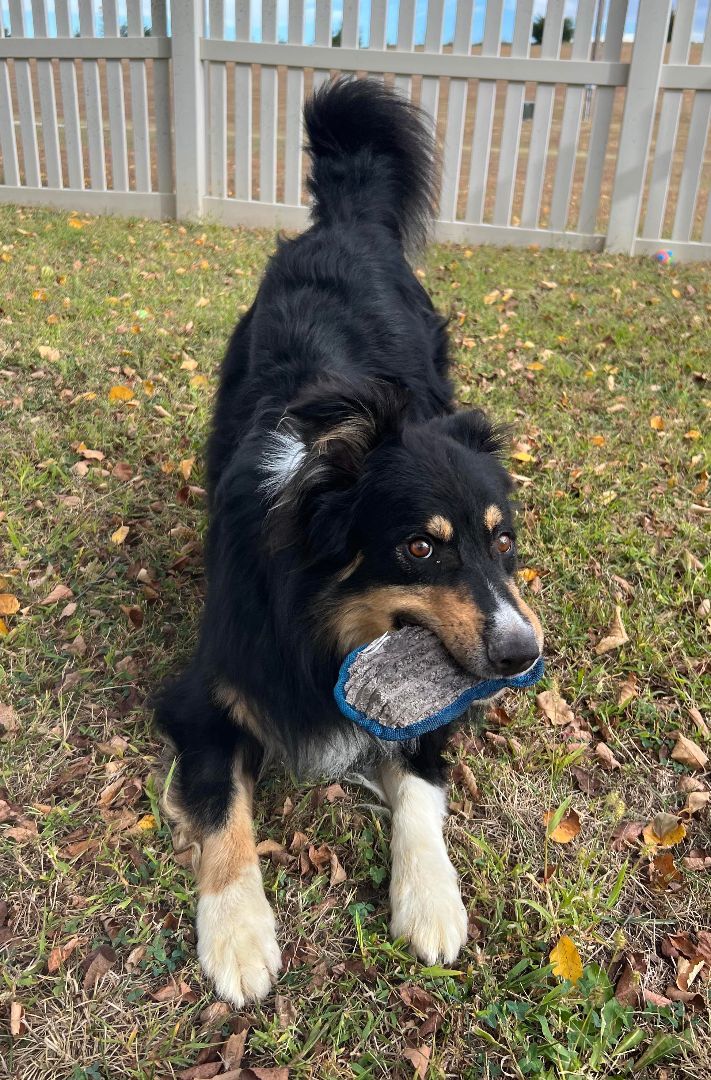 Brody, a Adoptable Australian Shepherd in Auburn, NE image 3/4