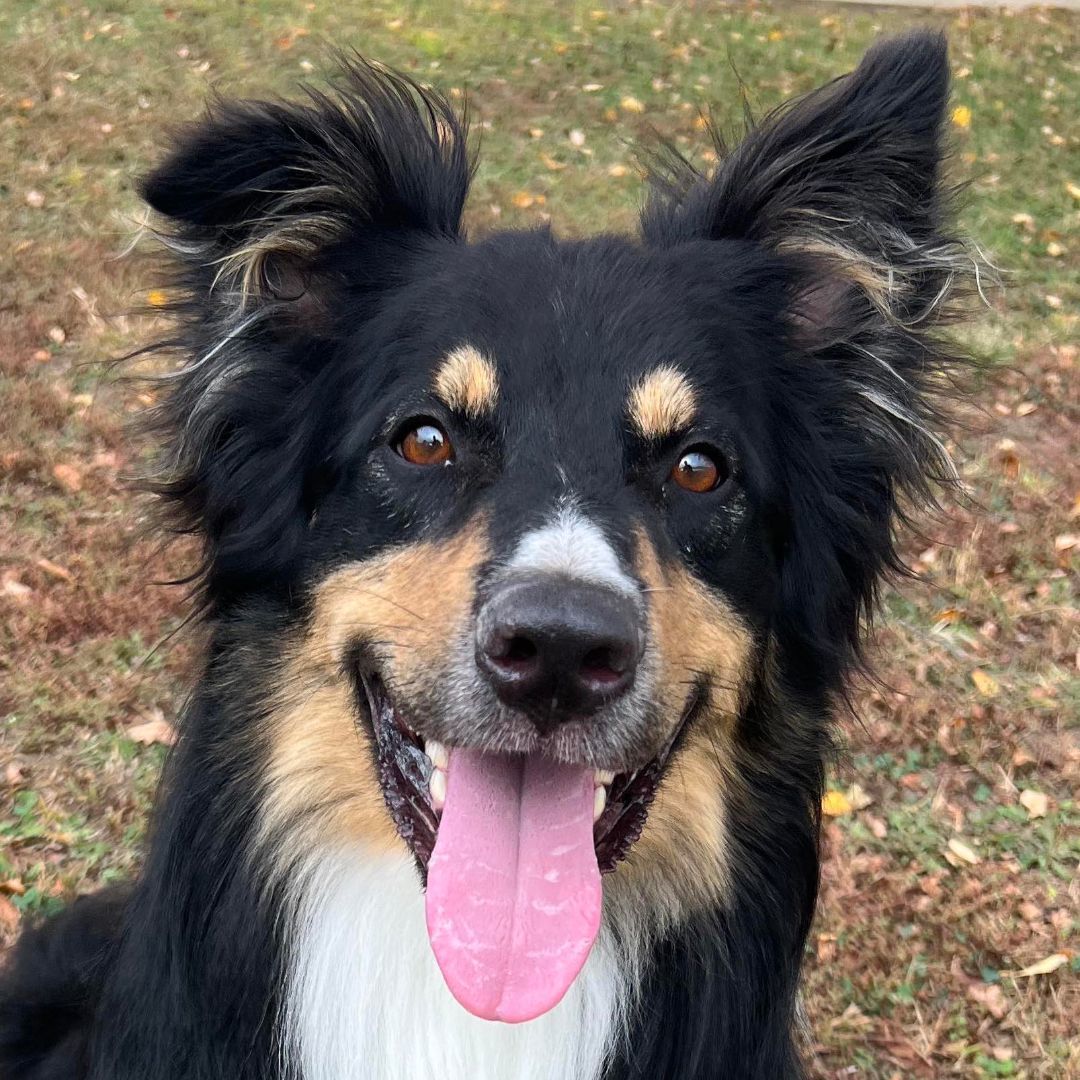 Brody, a Adoptable Australian Shepherd in Auburn, NE image 1/4