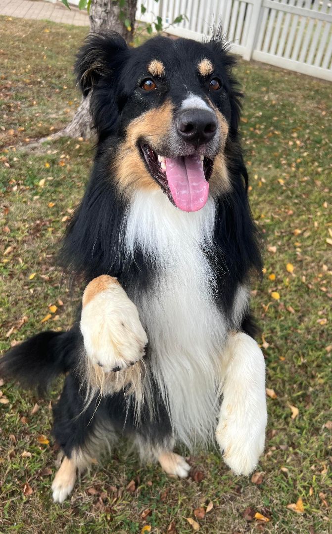 Brody, a Adoptable Australian Shepherd in Auburn, NE image 4/4