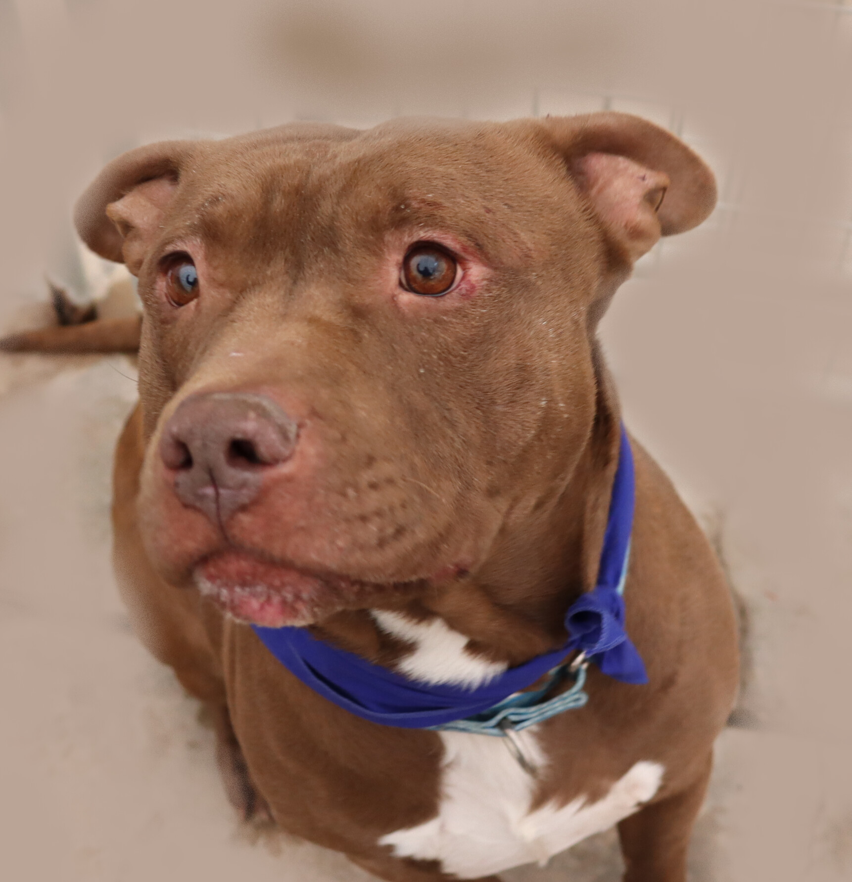 Taz, a Adoptable American Staffordshire Terrier in Flagstaff, AZ image 2/14
