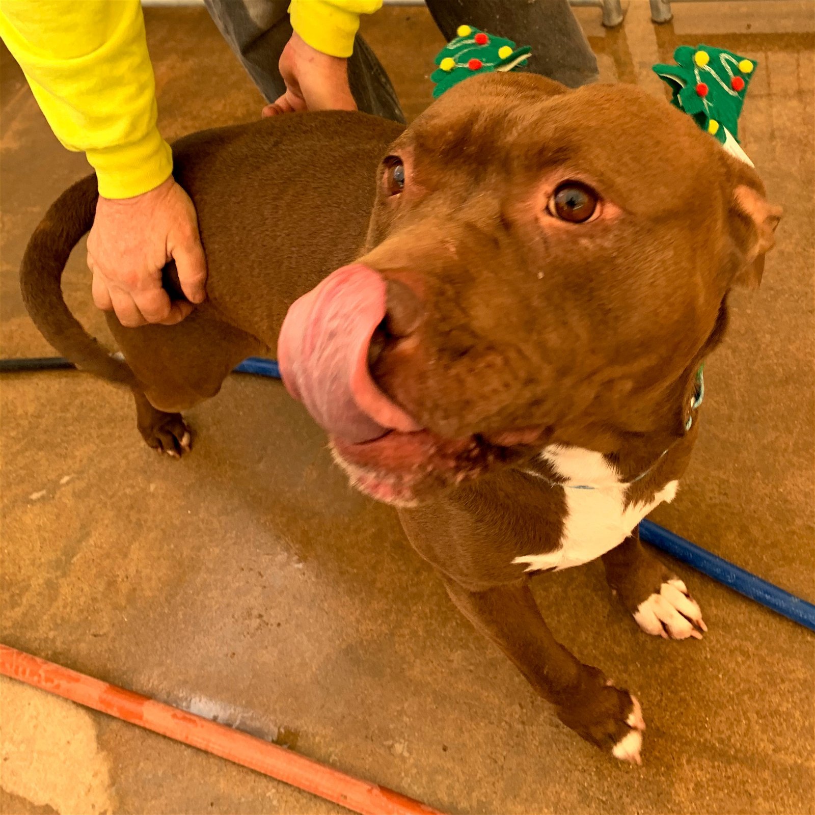 Taz, a Adoptable American Staffordshire Terrier in Flagstaff, AZ image 3/14