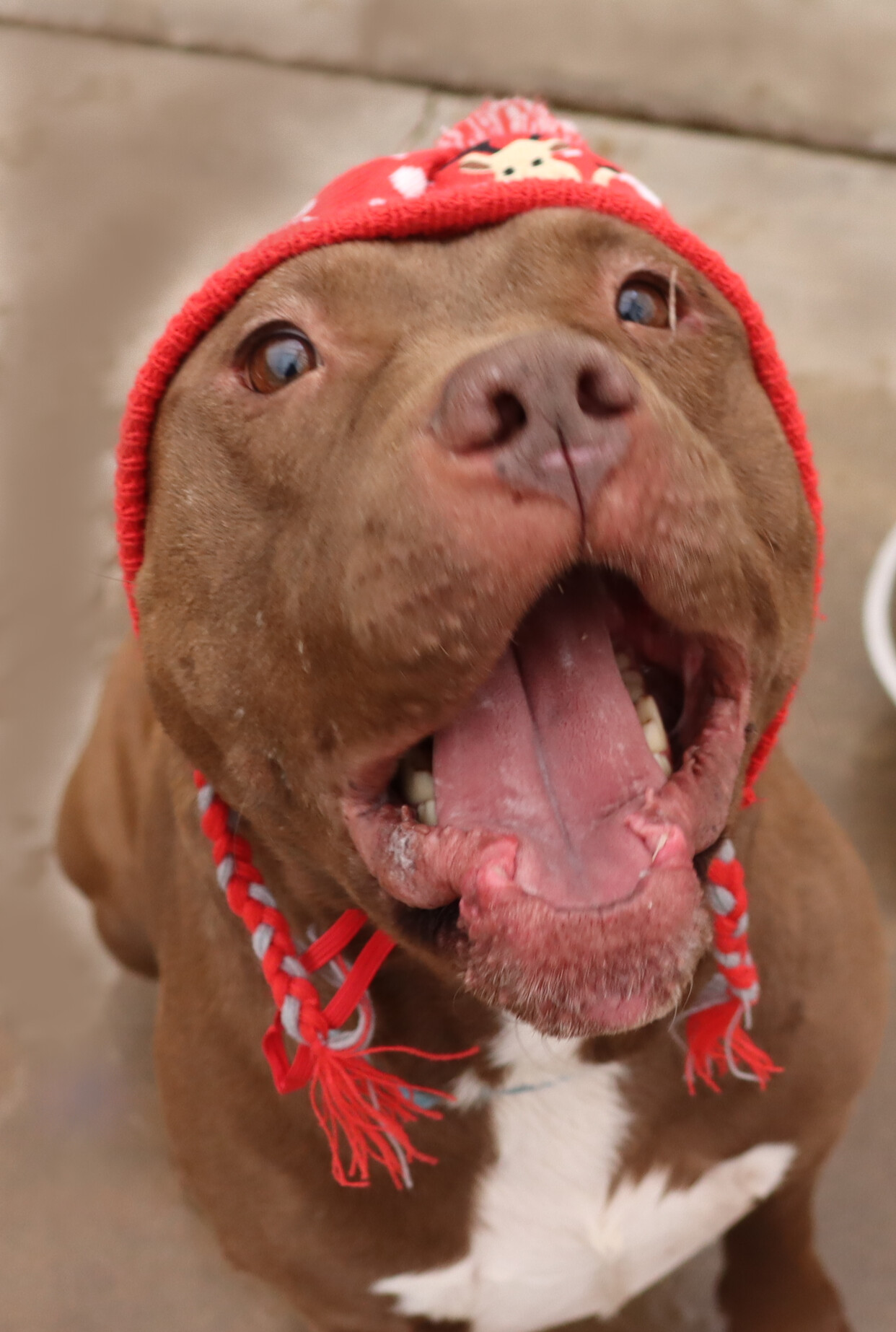 Taz, a Adoptable American Staffordshire Terrier in Flagstaff, AZ image 4/14