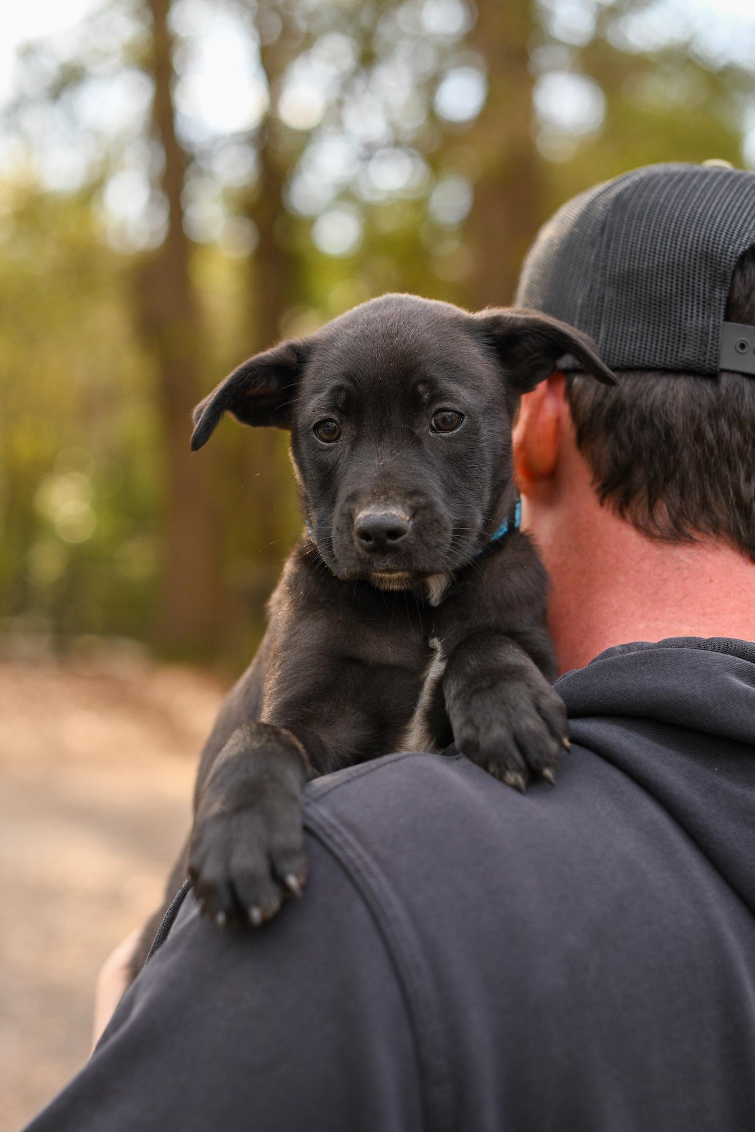 Wilbur , a Adoptable Mixed Breed in Argyle, NY image 4/6
