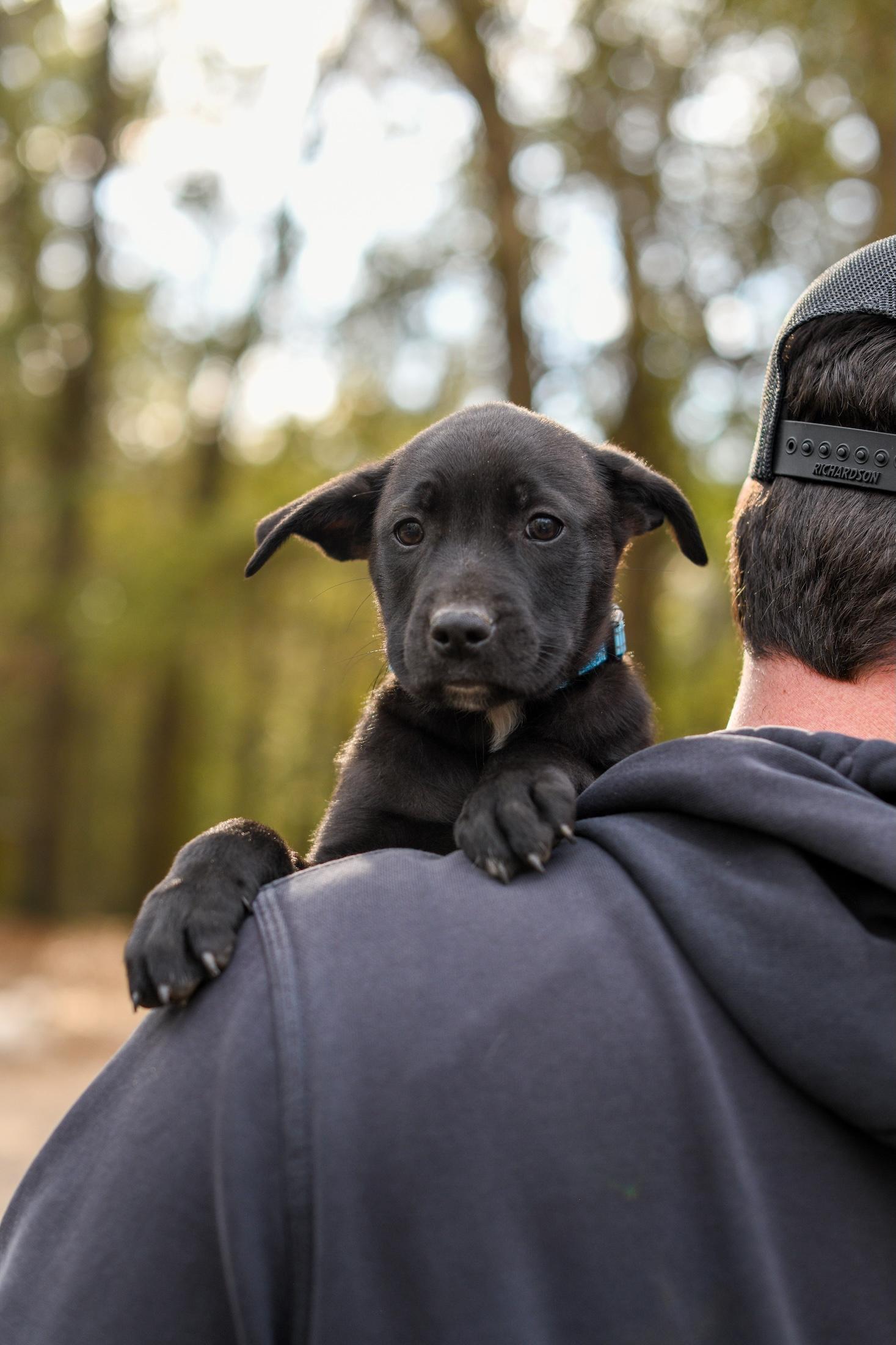 Wilbur , a Adoptable Mixed Breed in Argyle, NY image 3/6