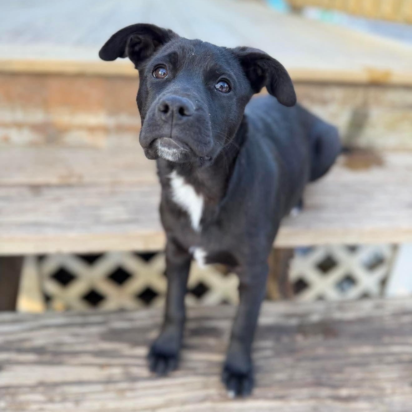 Wilbur , Adoptable, Puppy Male Mixed Breed.