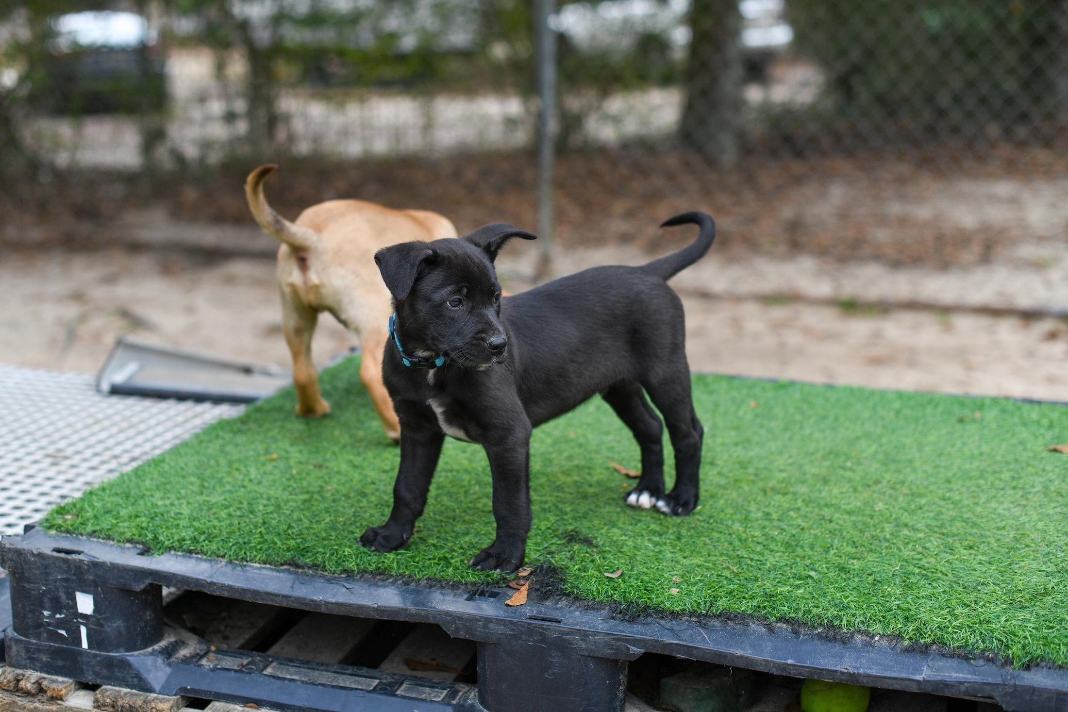 Wilbur , a Adoptable Mixed Breed in Argyle, NY image 2/6