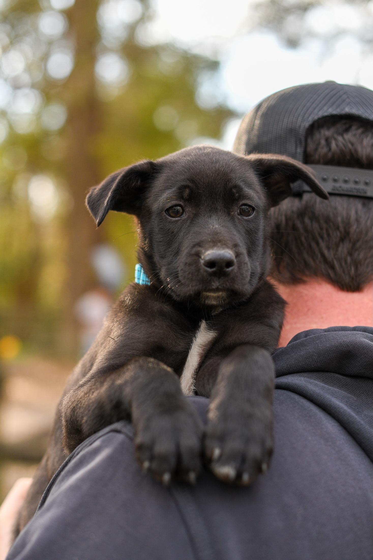 Wilbur , a Adoptable Mixed Breed in Argyle, NY image 5/6