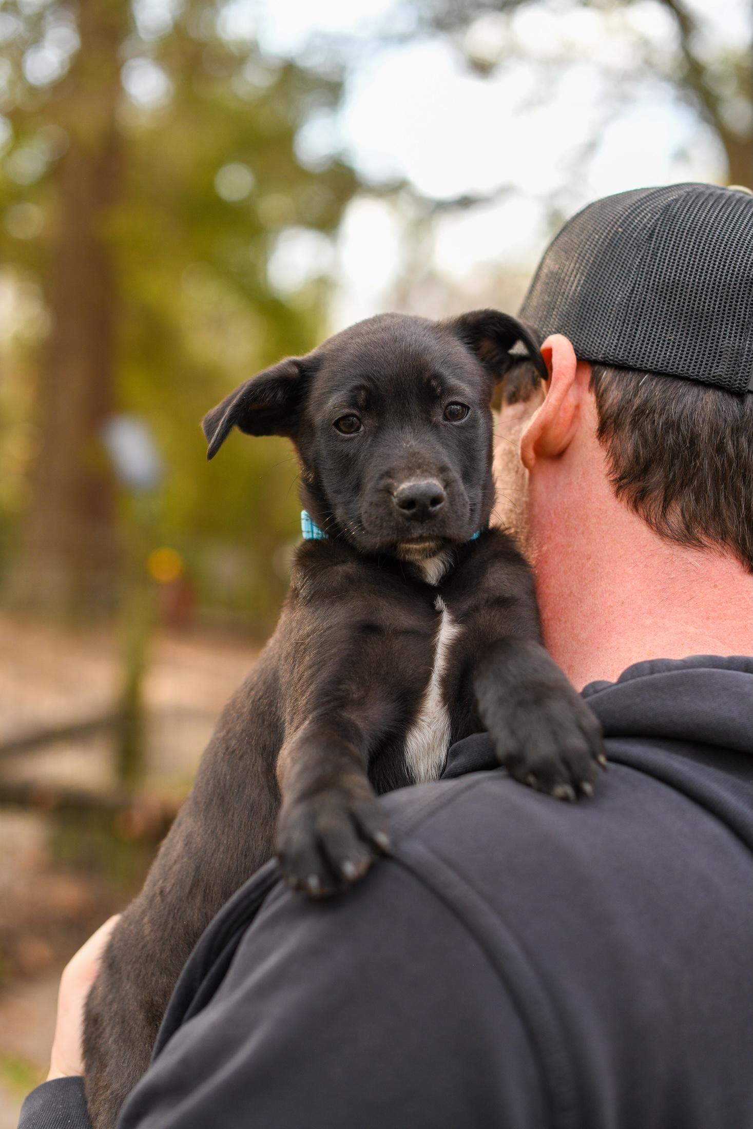 Wilbur , Adoptable, Puppy Male Mixed Breed.