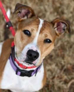 DA 37 Macie Moo, Adoptable, Adult Female Pit Bull Terrier.