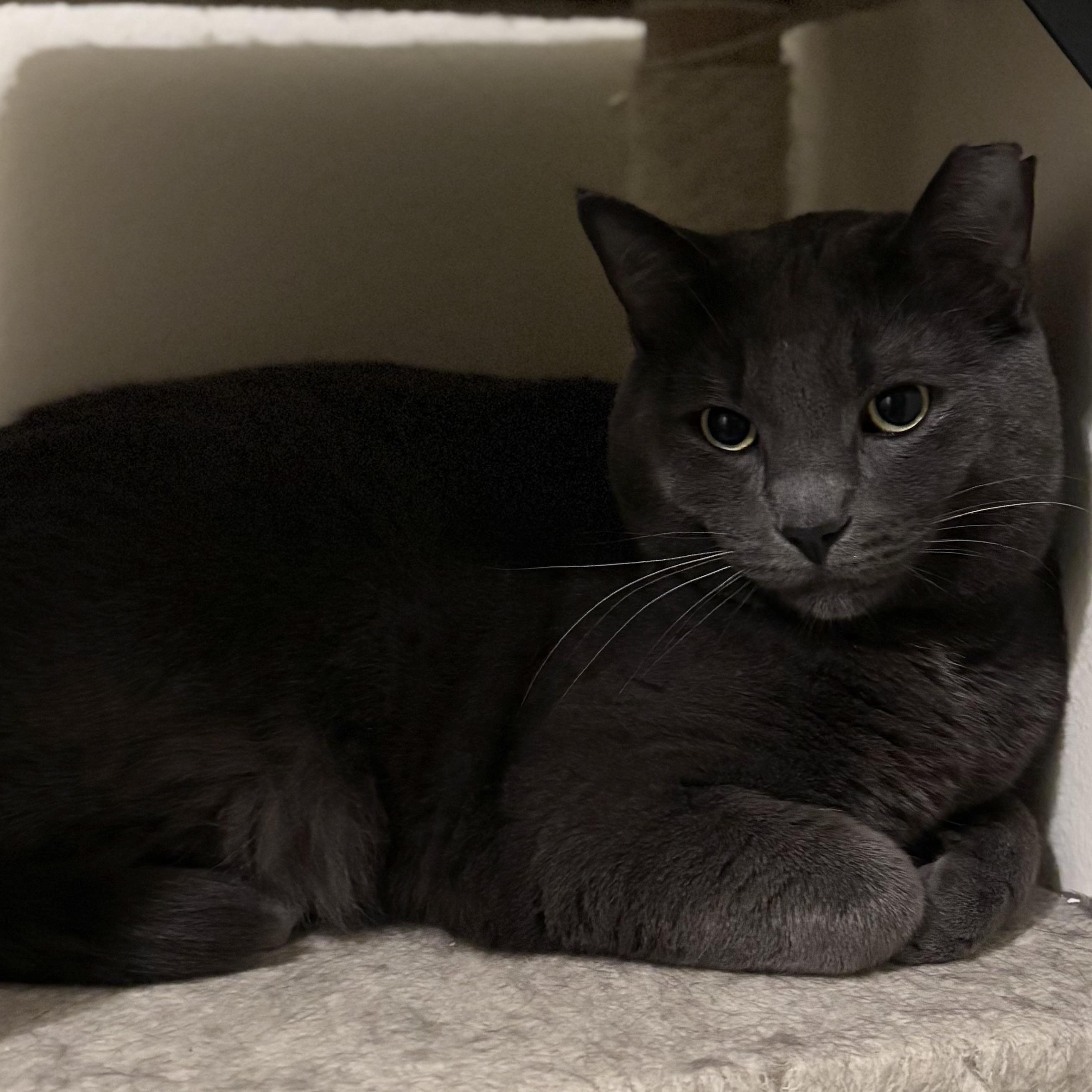 Pudgy, a Adoptable mixed breed in Richmond Hill, ON image 2/5