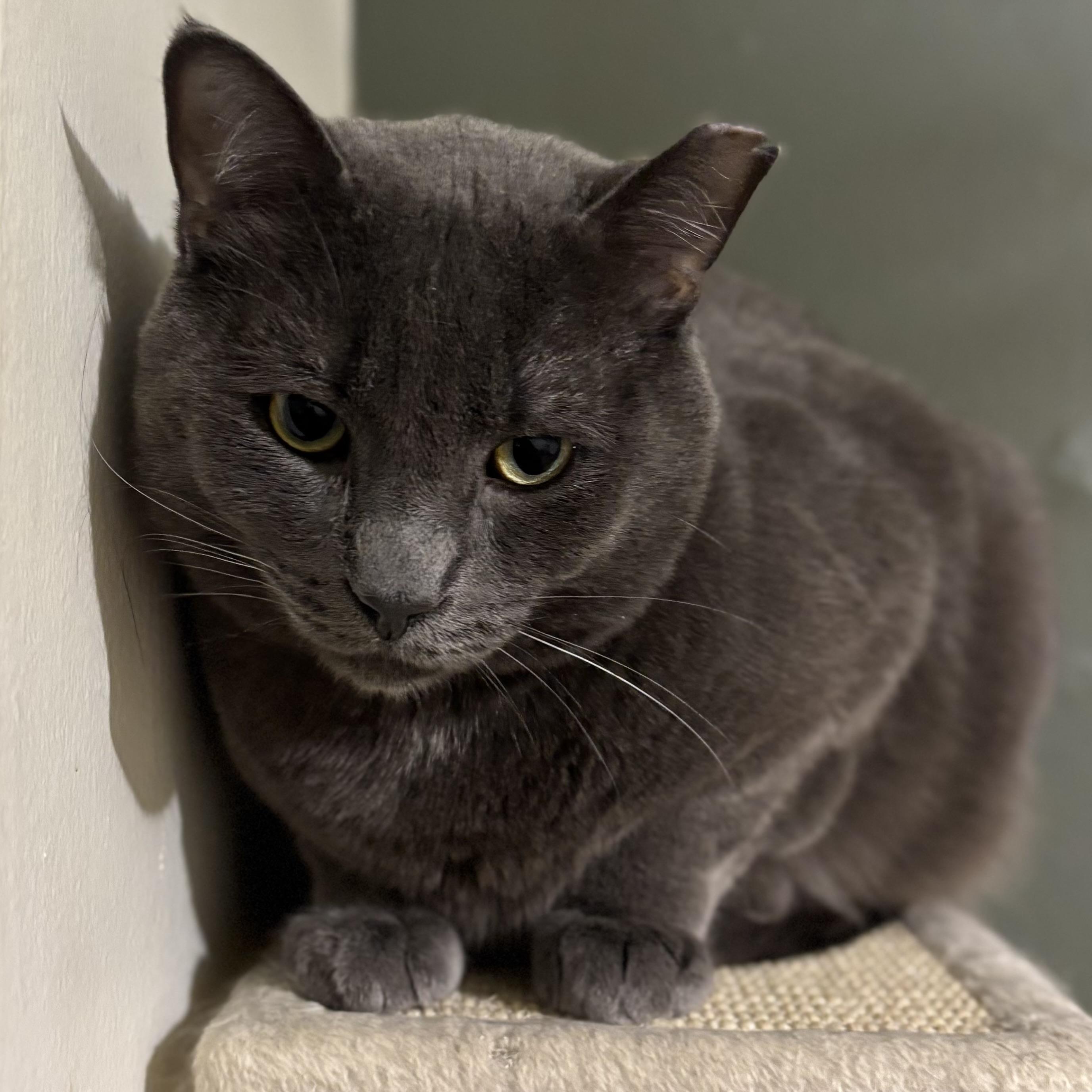 Pudgy, Adoptable, Adult Male Russian Blue.