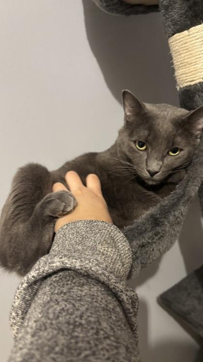 Pudgy, a Adoptable mixed breed in Richmond Hill, ON image 5/5