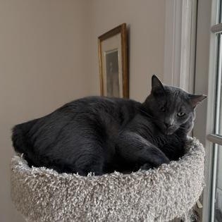Pudgy, a Adoptable mixed breed in Richmond Hill, ON image 4/5