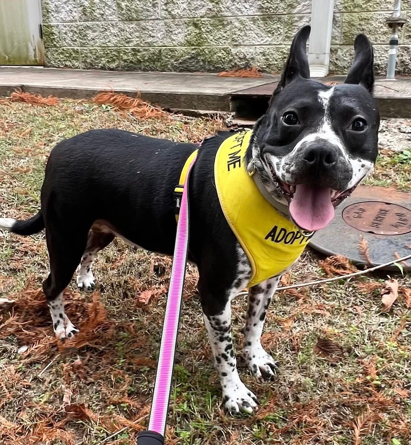 Enlarge Rose, a Adopted Staffordshire Bull Terrier in Munford, TN image 2/3