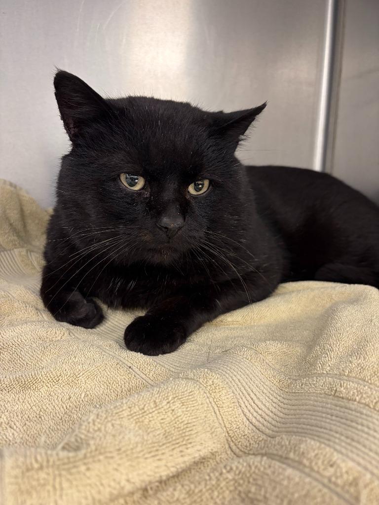 Salem, Adopted, Adult Male Domestic Short Hair.