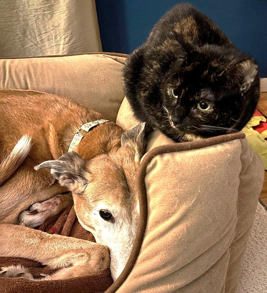 Tortiemama, a ADOPTABLE mixed breed in Jamaica Plain, MA image 1/5