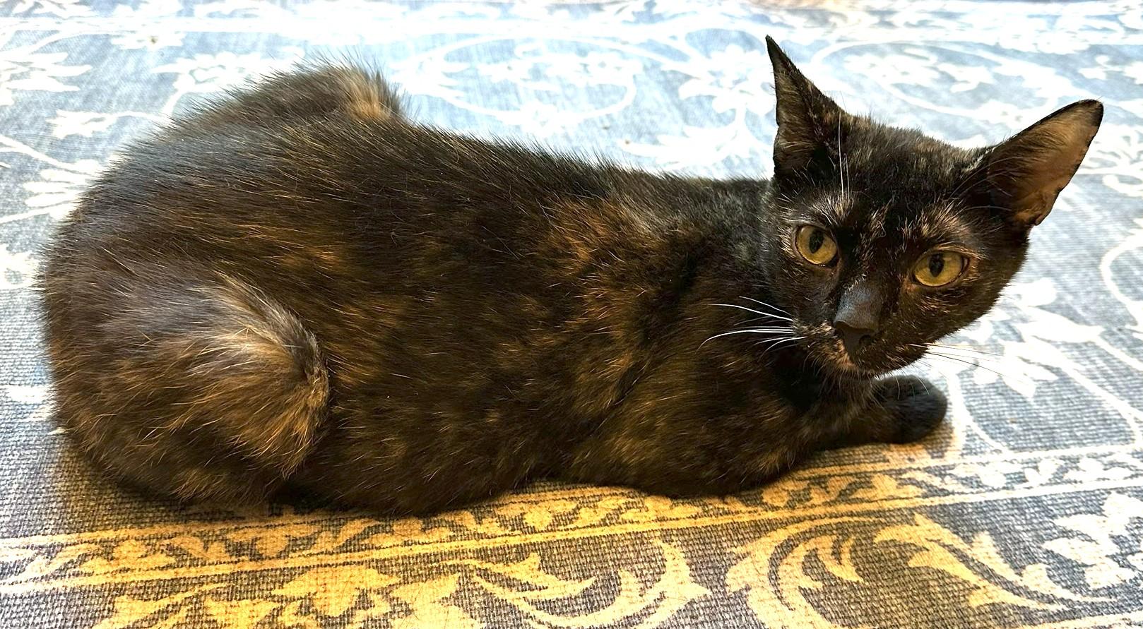 Tortiemama, a ADOPTABLE mixed breed in Jamaica Plain, MA image 5/5