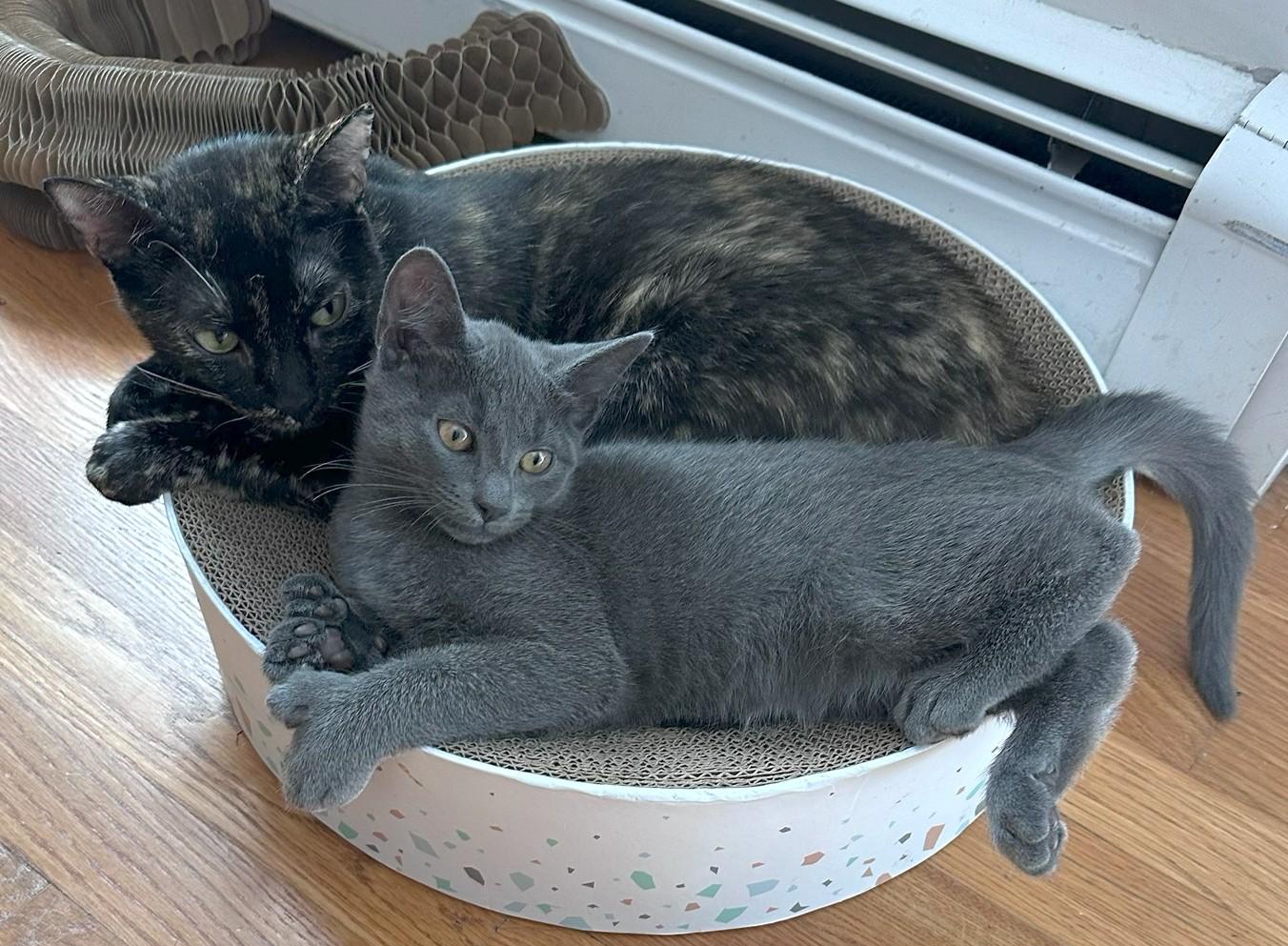 Tortiemama, a ADOPTABLE mixed breed in Jamaica Plain, MA image 2/5