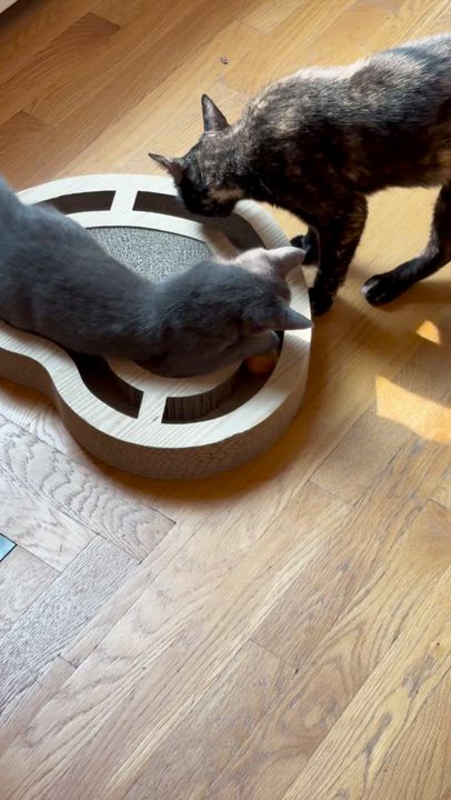 Enlarge Tortiemama, a ADOPTABLE mixed breed in Jamaica Plain, MA video 4/5