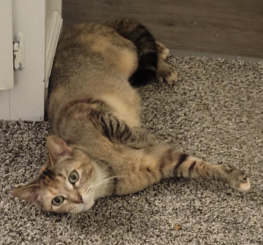 Rosalie, a Adoptable Domestic Short Hair in Troy, MI image 2/5