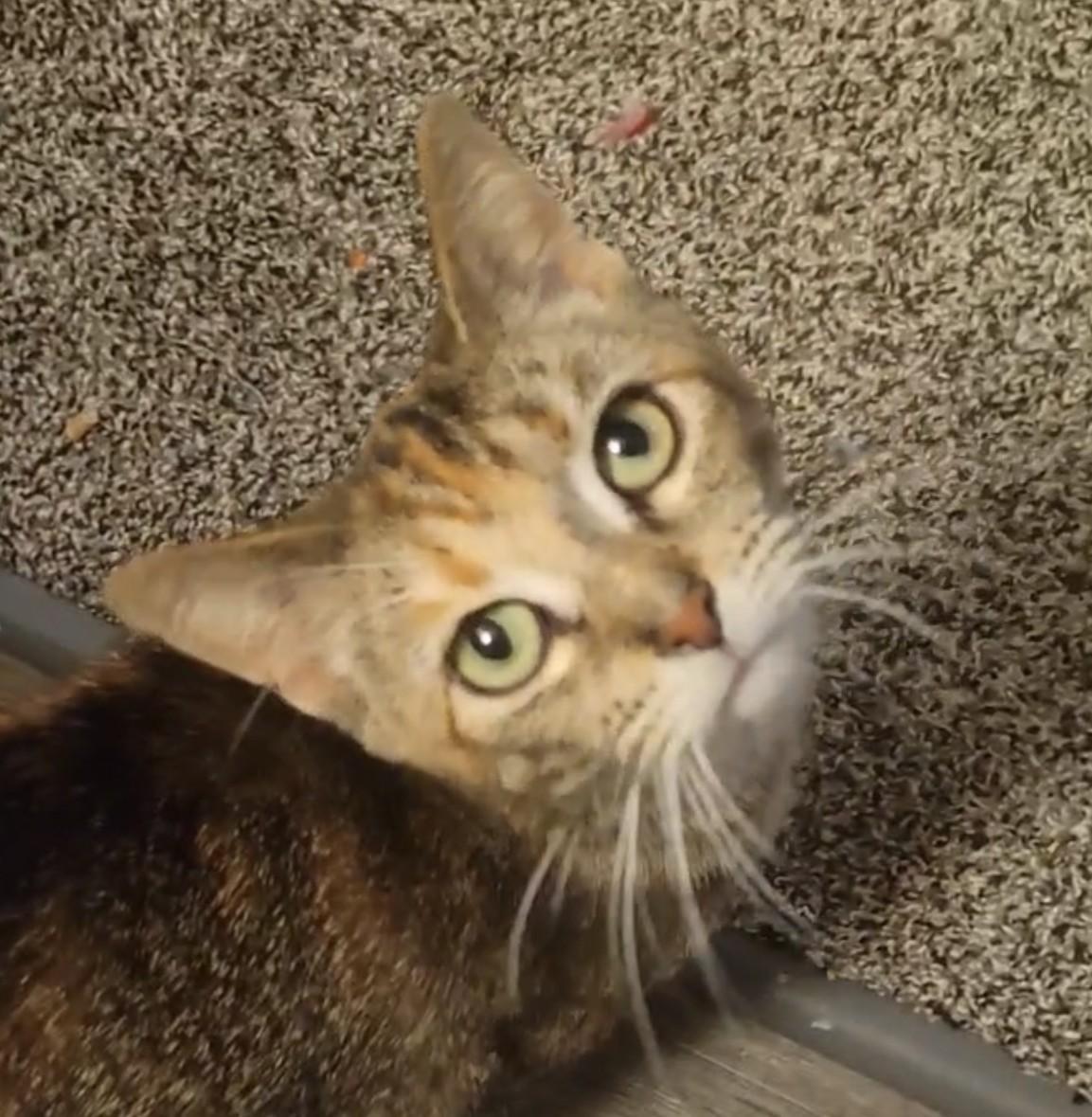 Rosalie, a Adoptable Domestic Short Hair in Ann Arbor, MI image 3/6