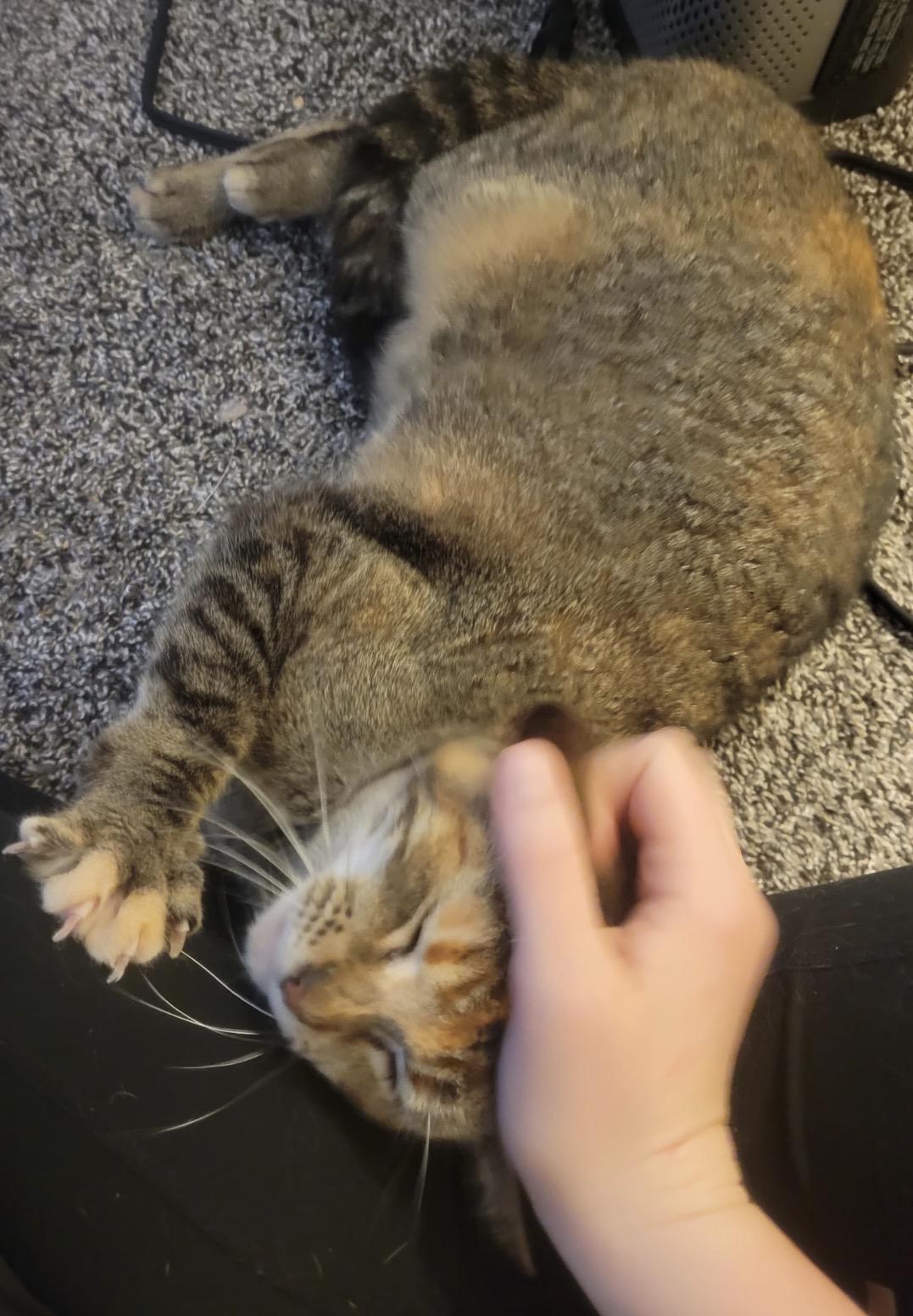 Rosalie, a Adoptable Domestic Short Hair in Troy, MI image 4/5