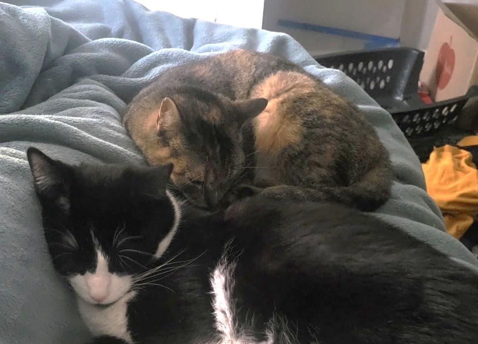 Rosalie, a Adoptable Domestic Short Hair in Troy, MI image 5/5