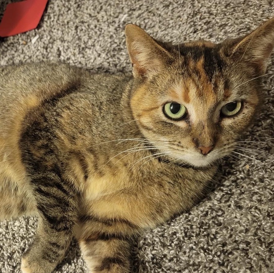 Rosalie, Adoptable, Adult Female Domestic Short Hair.