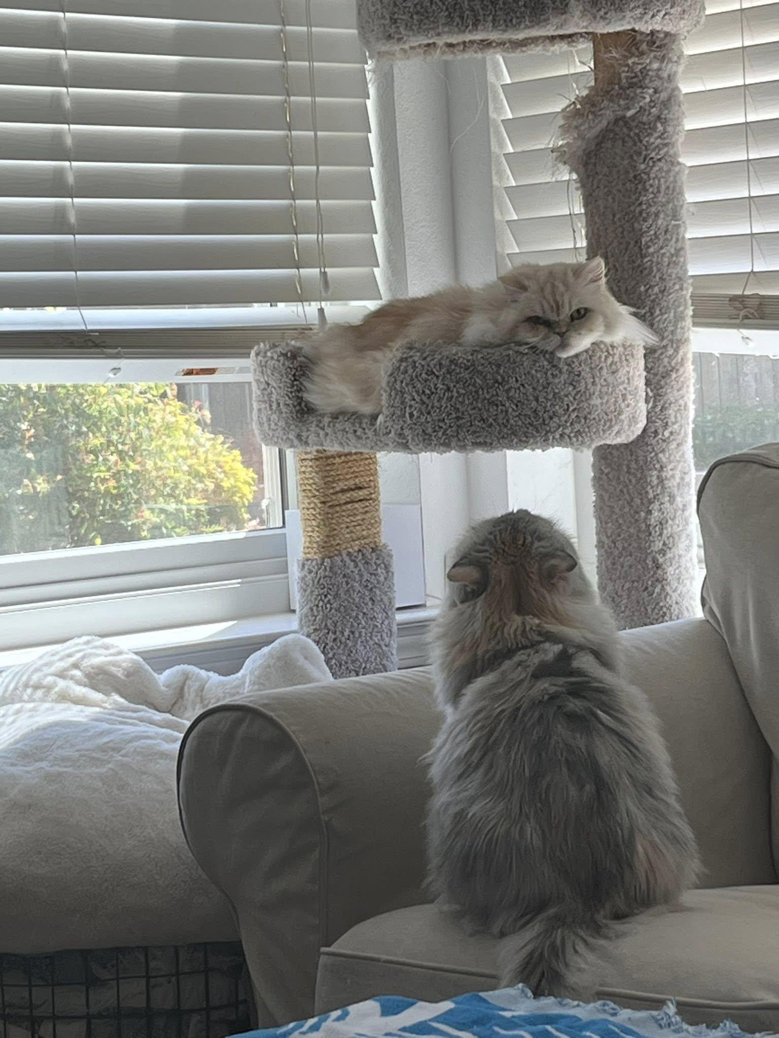 CUPCAKE AND CREAM PUFF THE DYNAMIC DUO!!!, Adopted, Adult Female Persian.