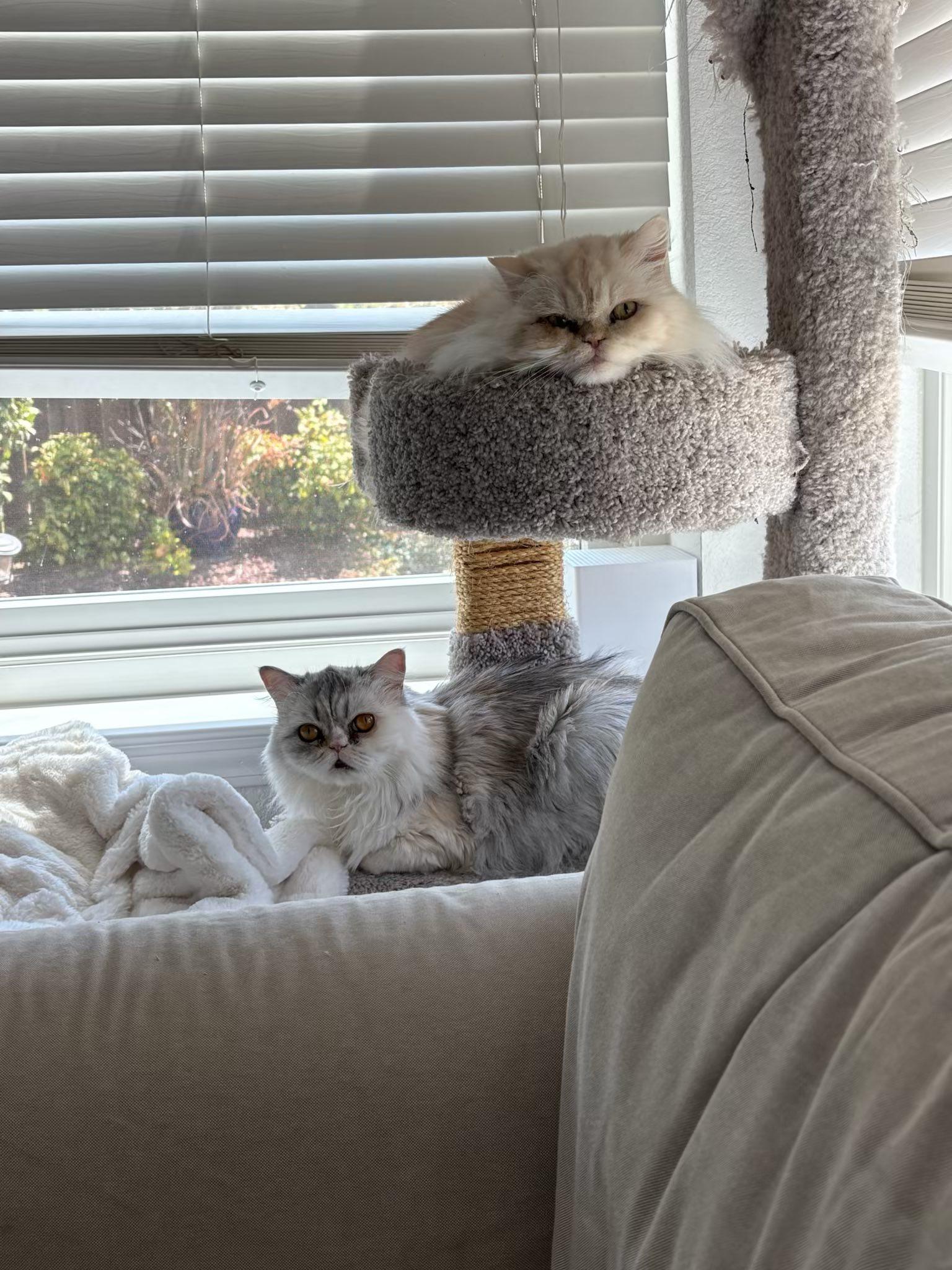 Enlarge CUPCAKE AND CREAM PUFF THE DYNAMIC DUO!!!, a Adopted Persian in woodland, CA image 2/6