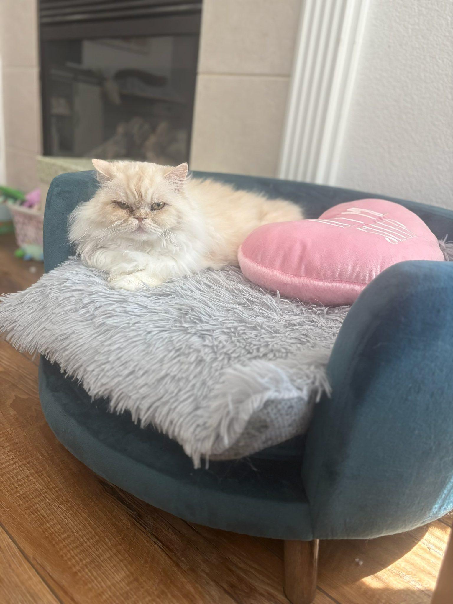 Enlarge CUPCAKE AND CREAM PUFF THE DYNAMIC DUO!!!, a Adopted Persian in woodland, CA image 3/6