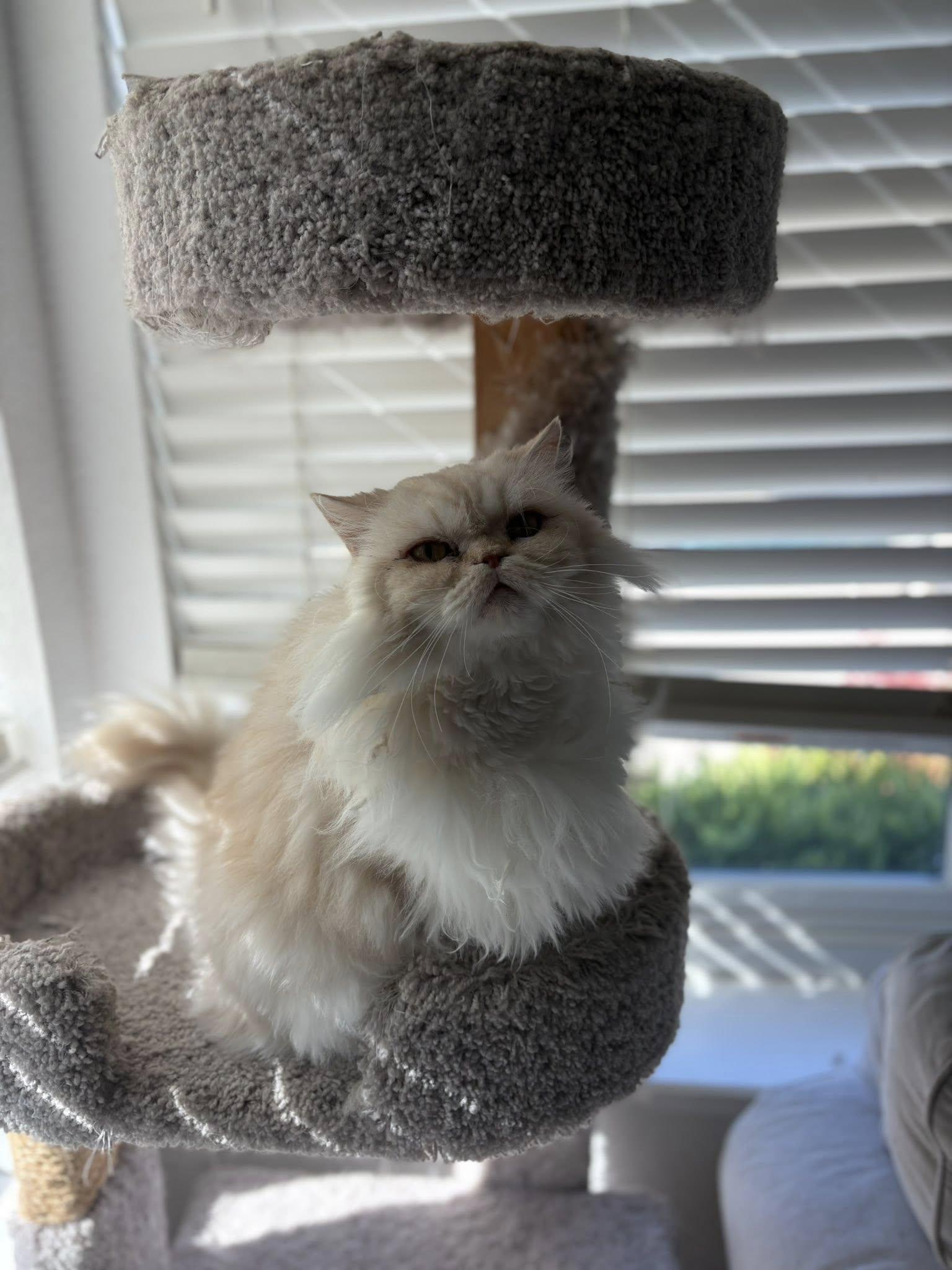 Enlarge CUPCAKE AND CREAM PUFF THE DYNAMIC DUO!!!, a Adopted Persian in woodland, CA image 4/6