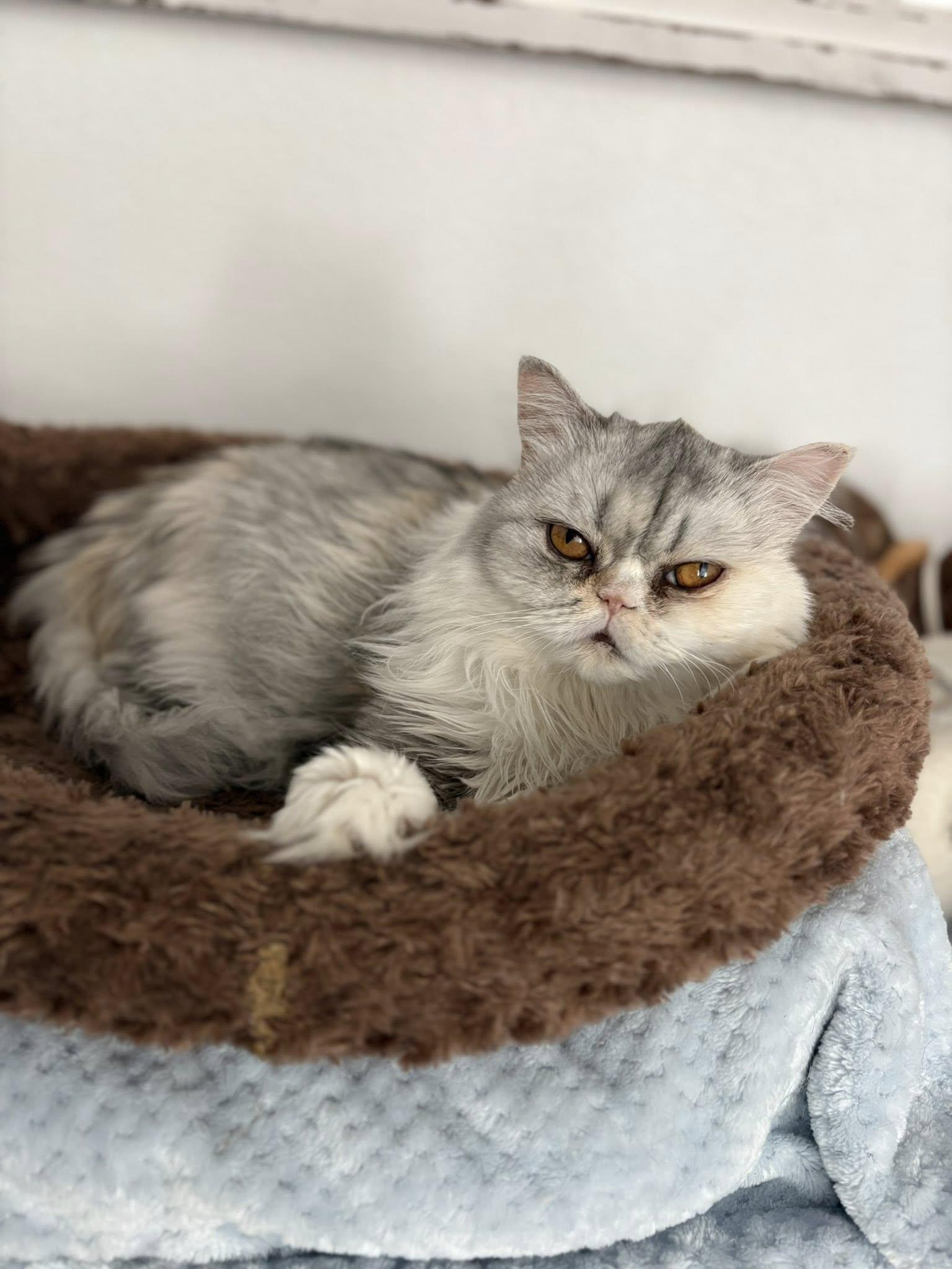 Enlarge CUPCAKE AND CREAM PUFF THE DYNAMIC DUO!!!, a Adopted Persian in woodland, CA image 5/6
