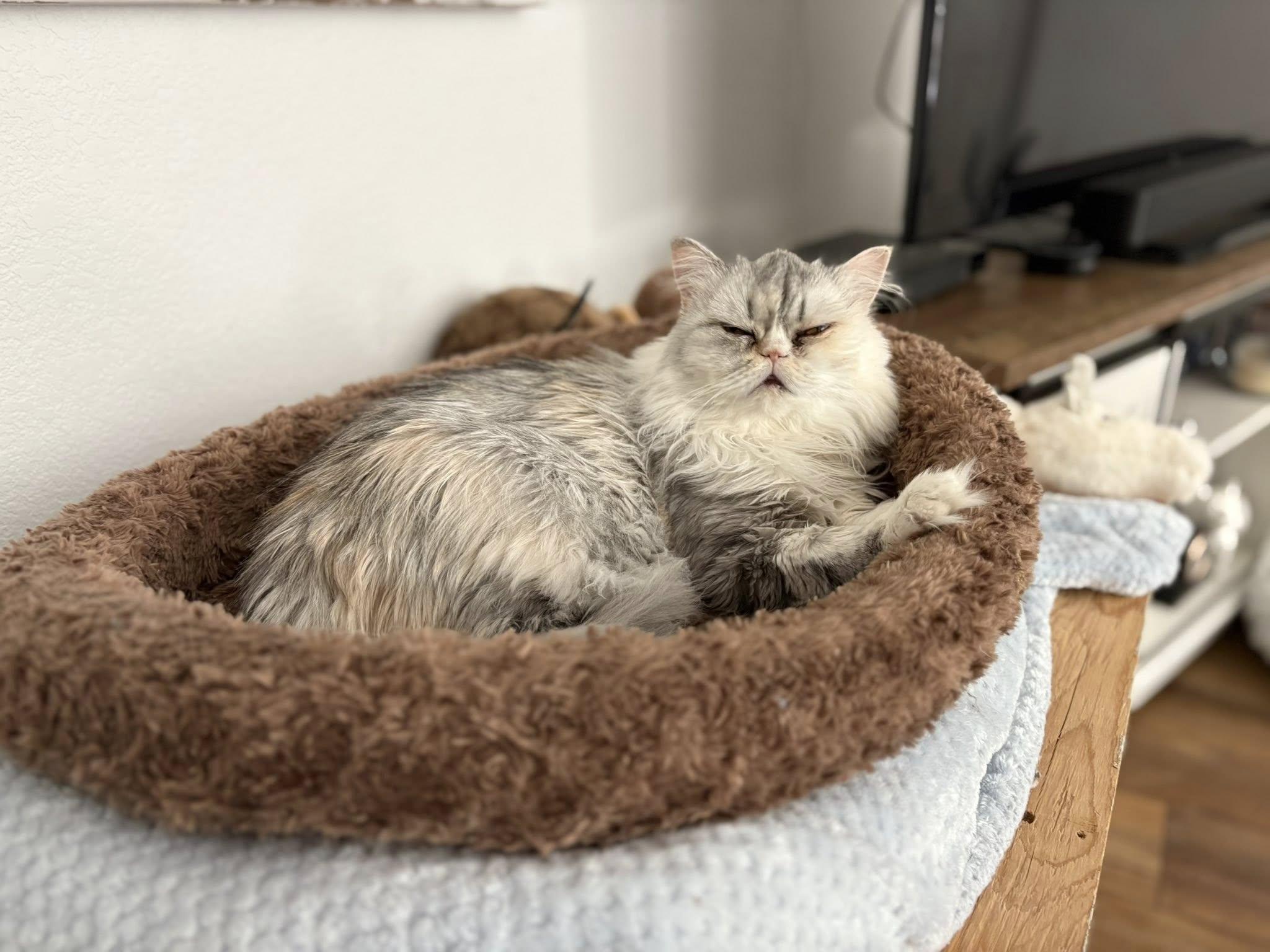 Enlarge CUPCAKE AND CREAM PUFF THE DYNAMIC DUO!!!, a Adopted Persian in woodland, CA image 6/6