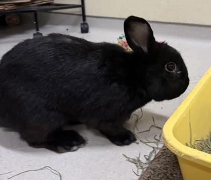 Enlarge Fennel, a Adoptable mixed breed in Clarks Summit, PA image 1/1