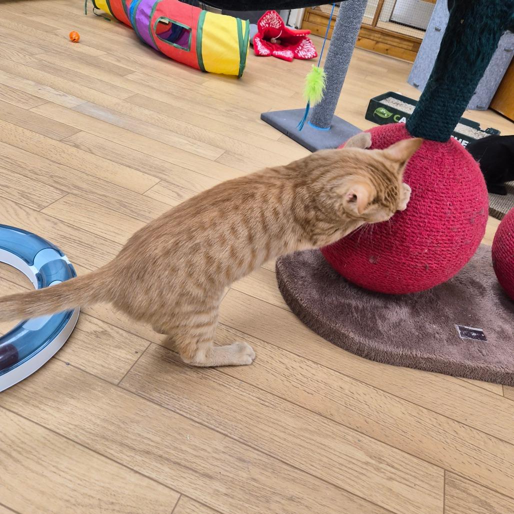 Enlarge Franklin, a Adoptable Domestic Short Hair in Woodstock, IL image 1/4