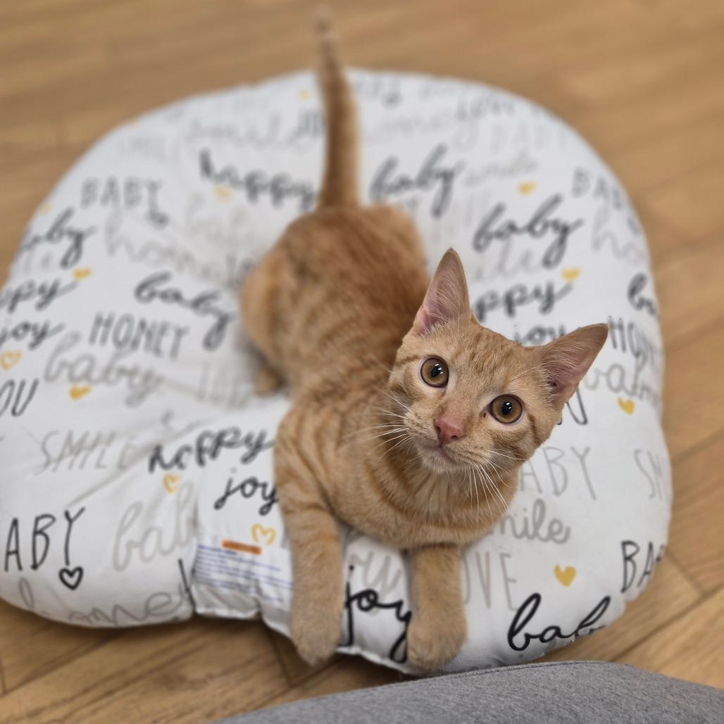 Enlarge Franklin, a Adoptable Domestic Short Hair in Woodstock, IL image 2/4