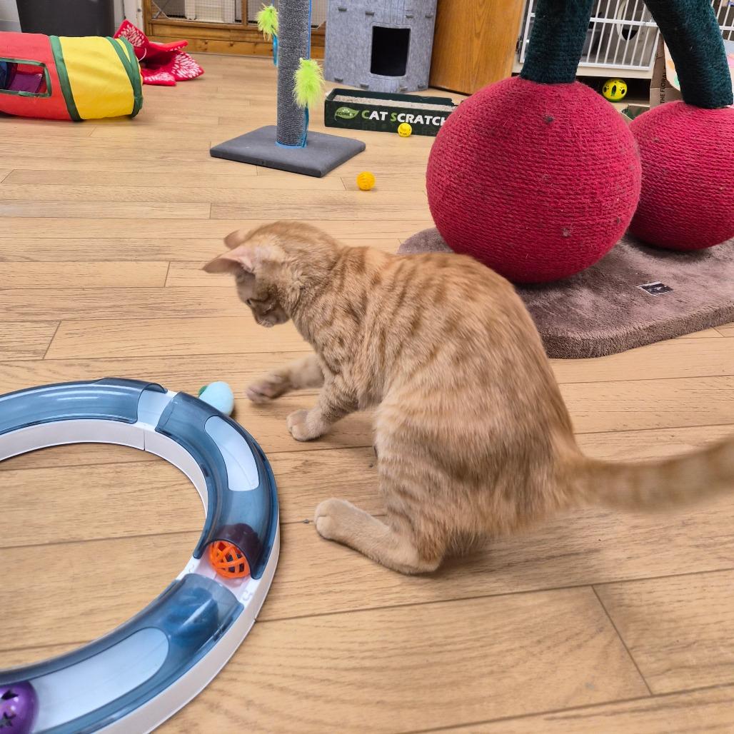 Enlarge Franklin, a Adoptable Domestic Short Hair in Woodstock, IL image 3/4