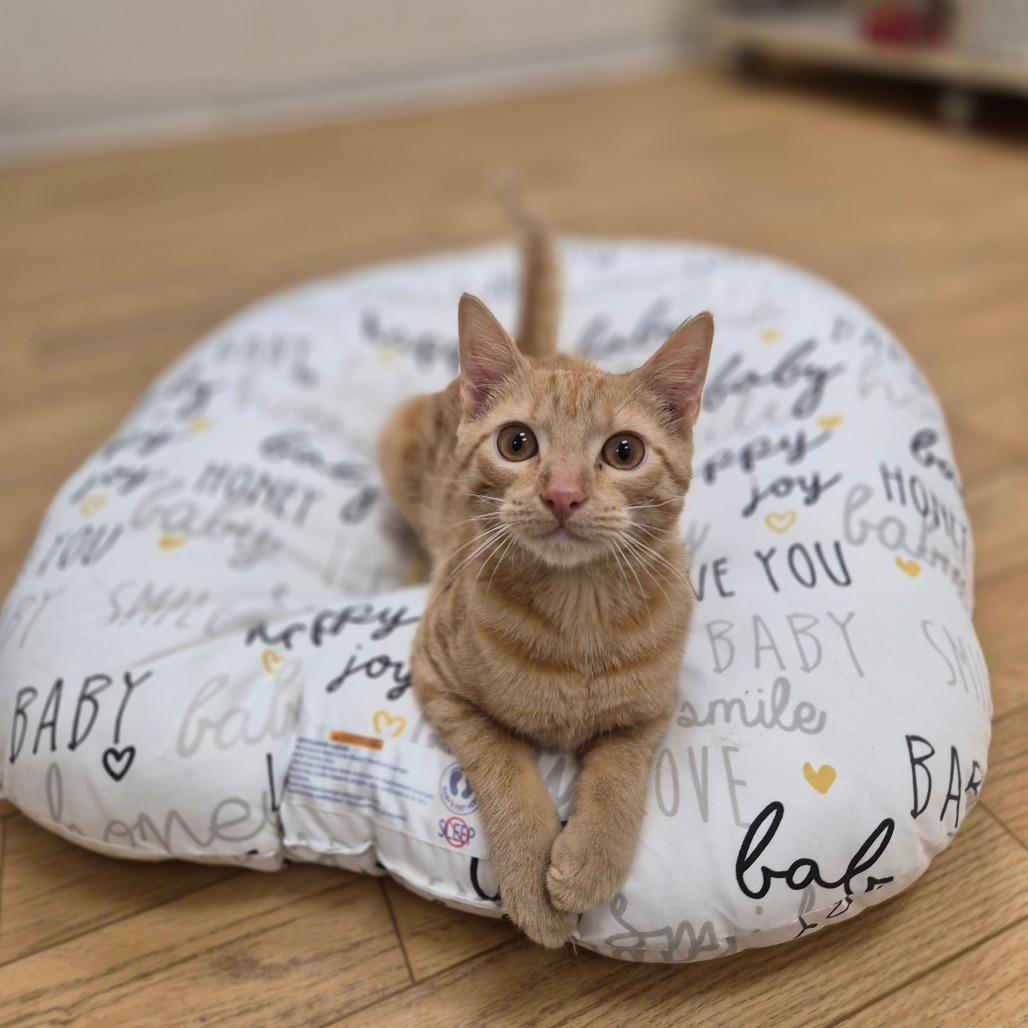 Enlarge Franklin, a Adoptable Domestic Short Hair in Woodstock, IL image 4/4