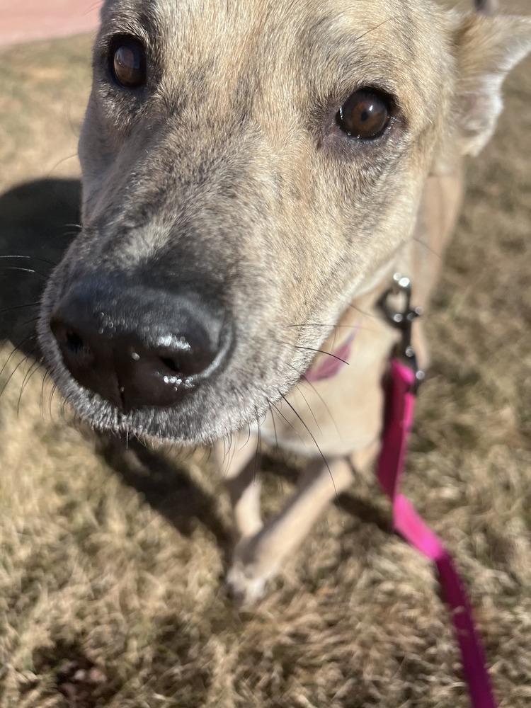 Enlarge Betsy, a ADOPTABLE Australian Cattle Dog / Blue Heeler in Commerce City, CO image 4/5