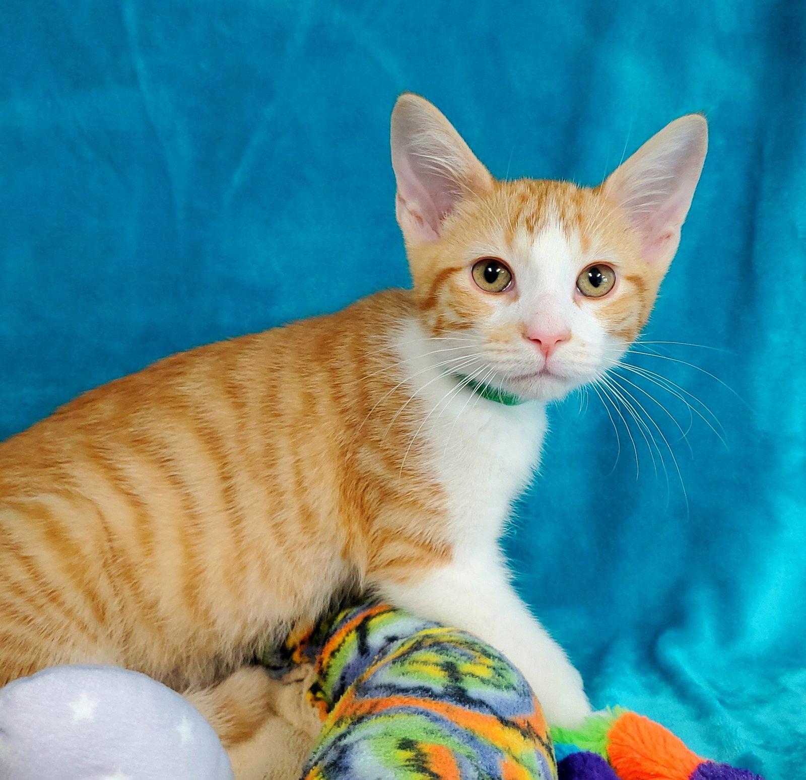 Enlarge Sparks, a Adoptable Domestic Medium Hair in Greenville, IL image 1/2