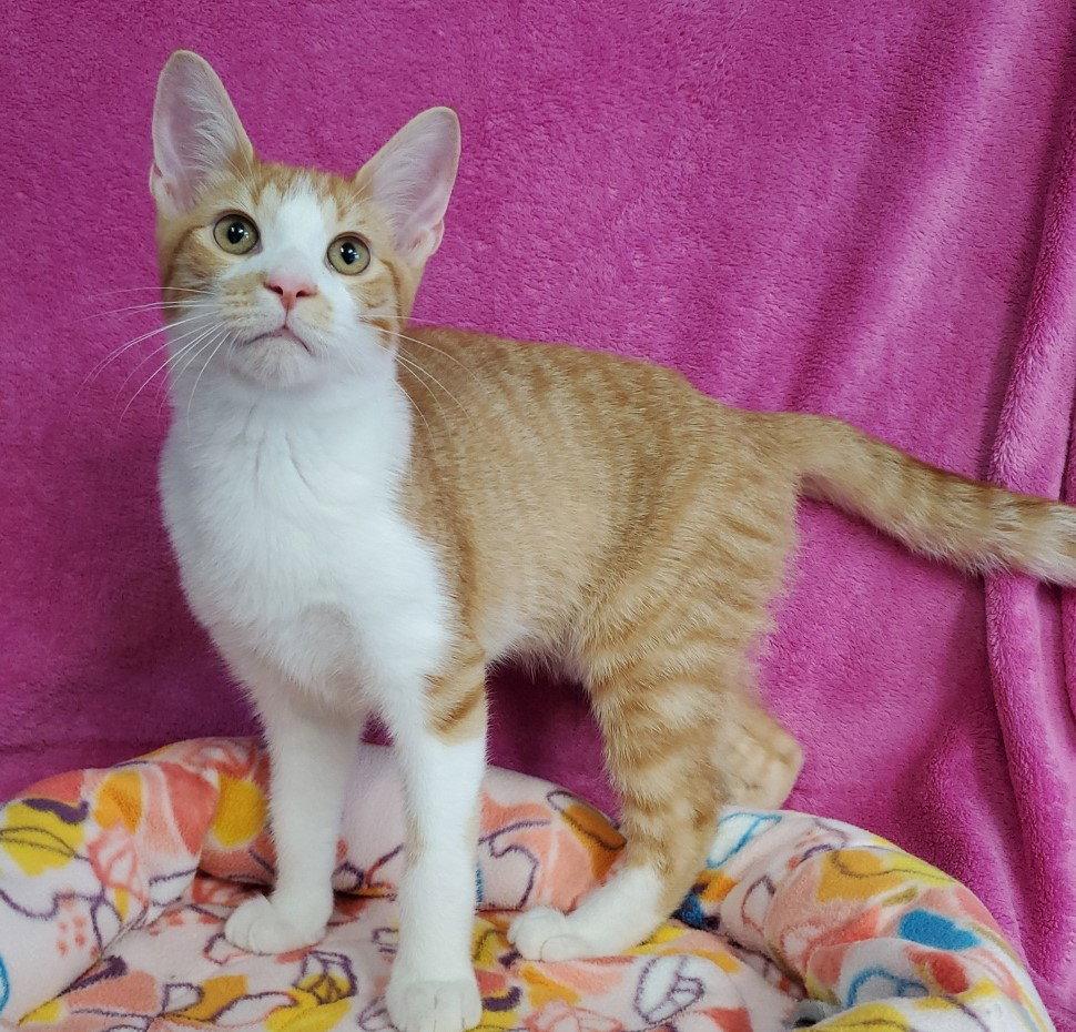 Enlarge Sparks, a Adoptable Domestic Medium Hair in Greenville, IL image 2/2
