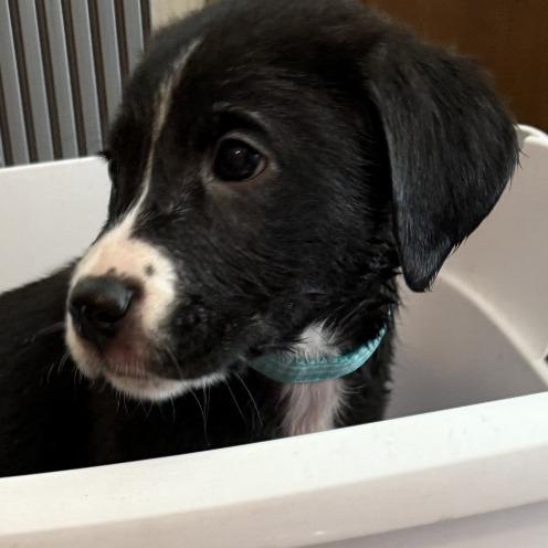 Enlarge Joshua Kade, a Adoptable mixed breed image 1/1