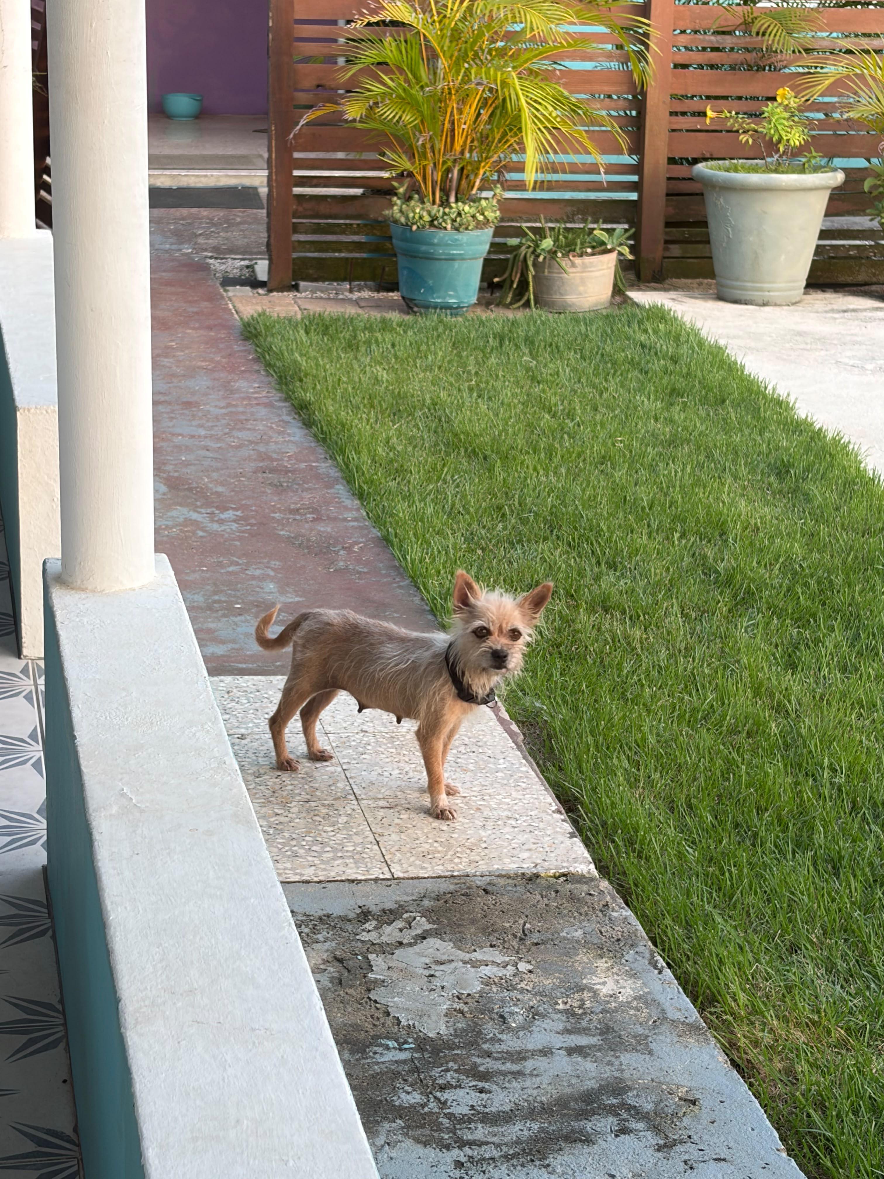 Blanche, Adopted, Young Female Chihuahua.